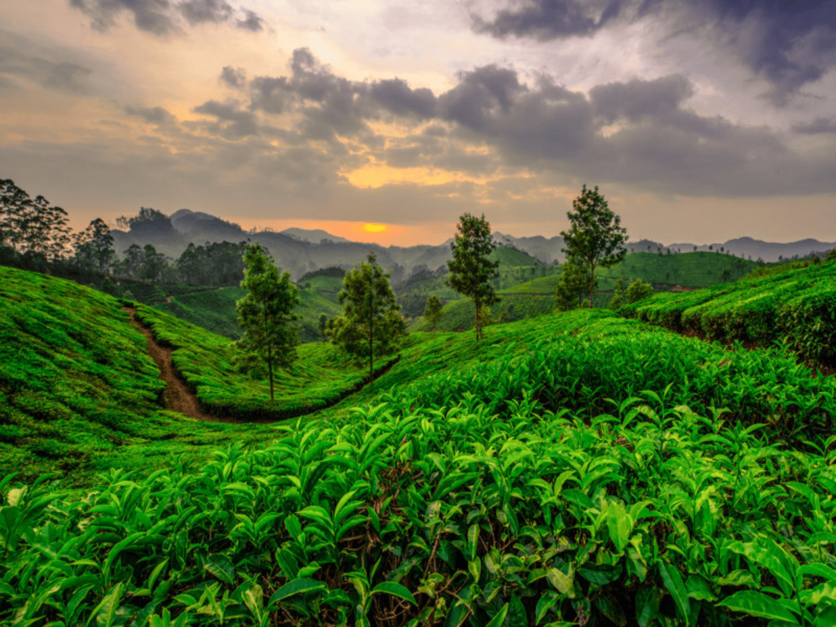 Immersion au Kerala - 5