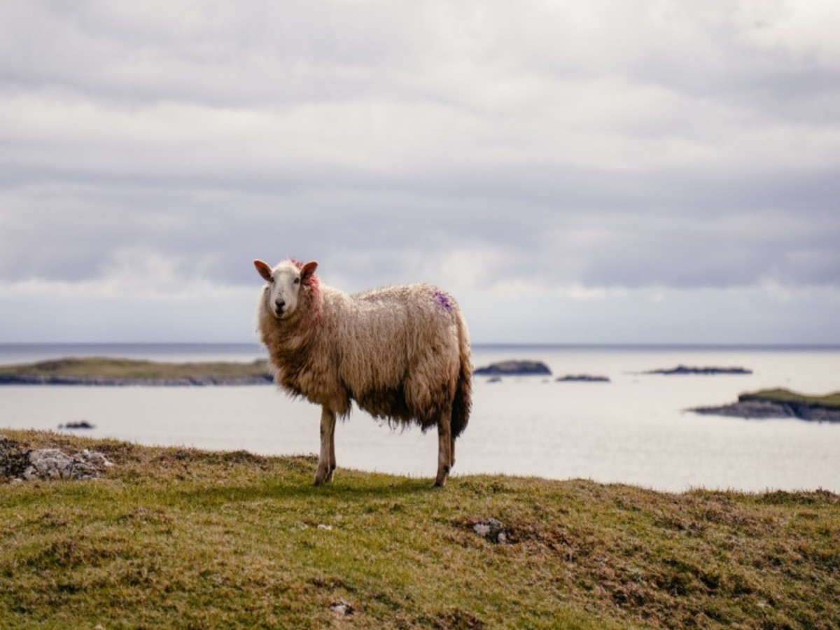 Autotour Sur les routes sauvages d'Irlande depuis Cork - 5
