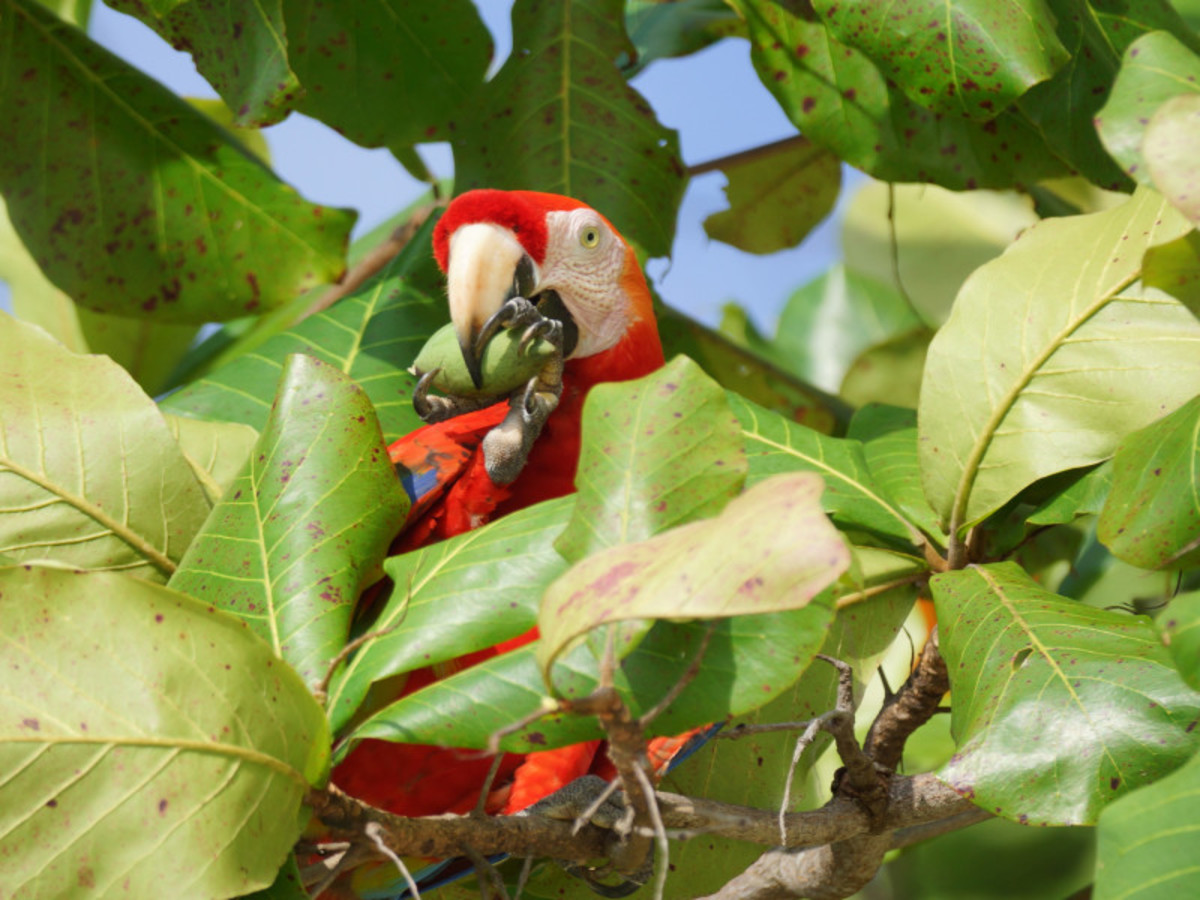 L'Essentiel du Costa Rica + Punta Leona 12 Jours / 11 Nuits - 6