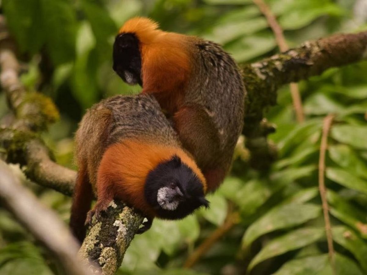 Circuit privé Xperience Equateur - Amazonie Profonde et Galapagos - 4