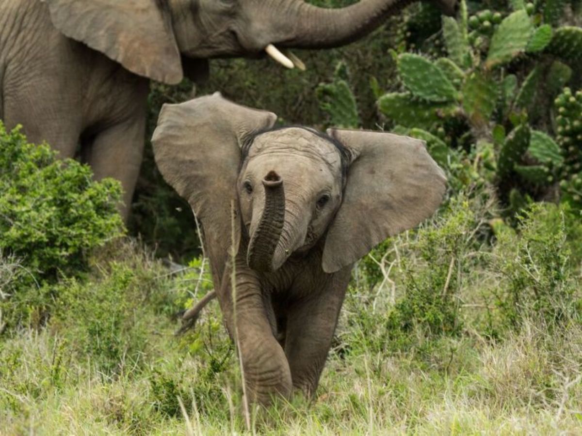 Découverte Afrique Du Sud 2026 - 8