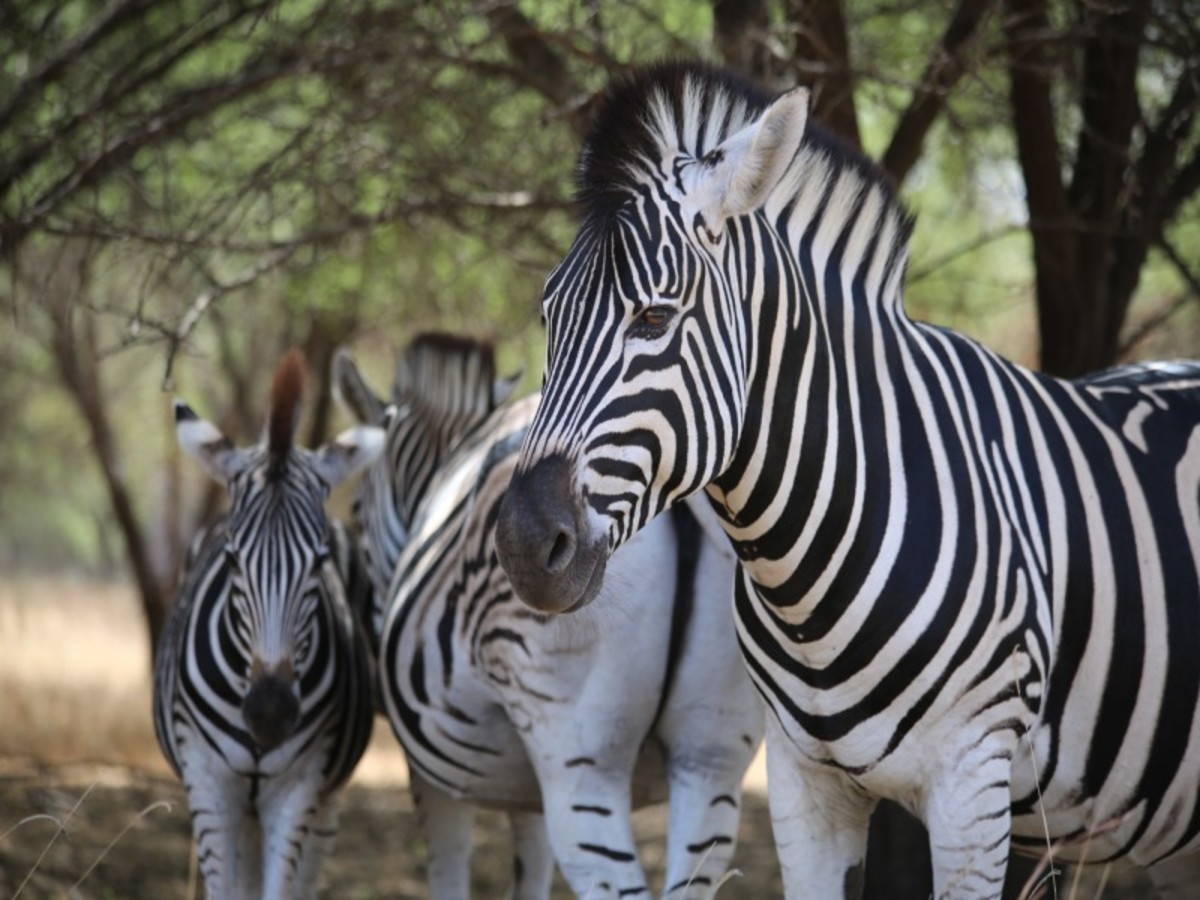Découverte du Senegal - 8
