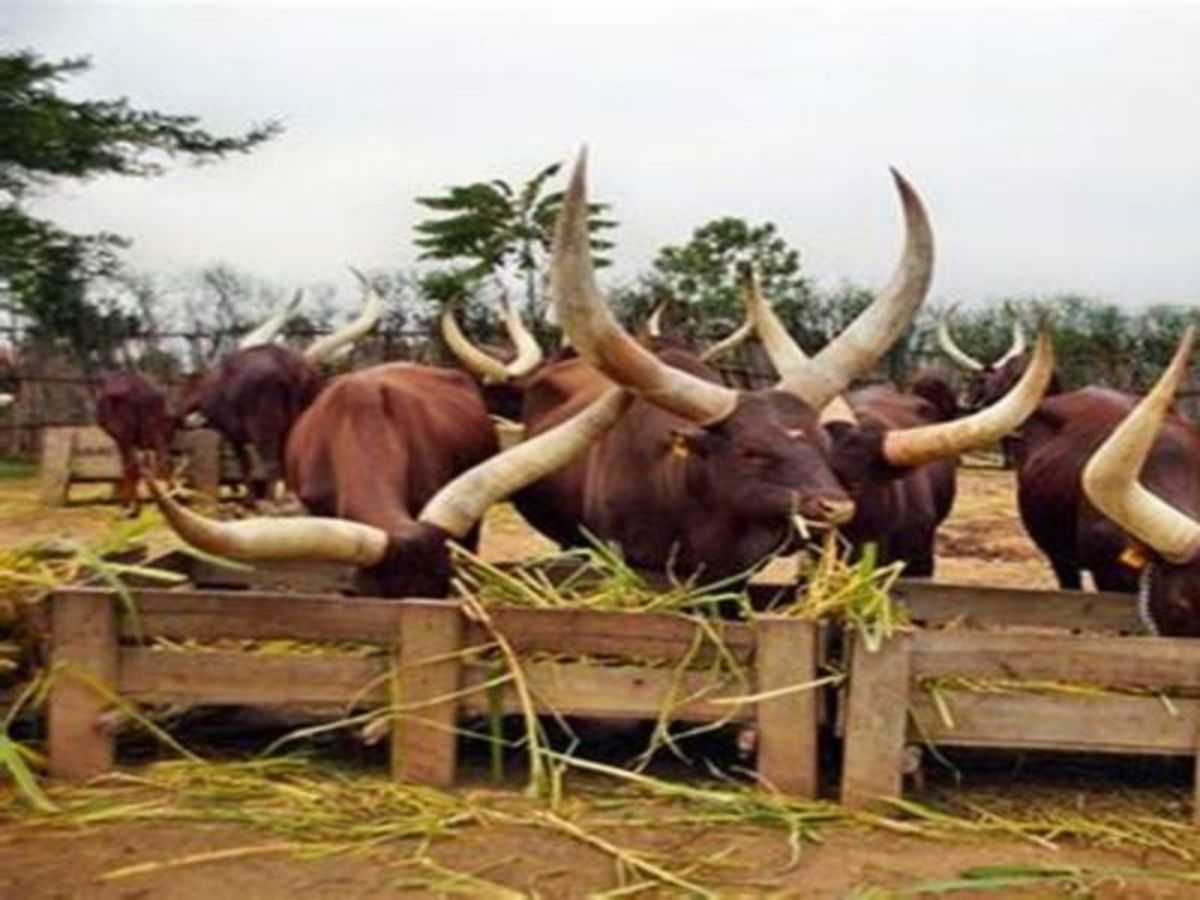 Escapade Indochinoise - 5