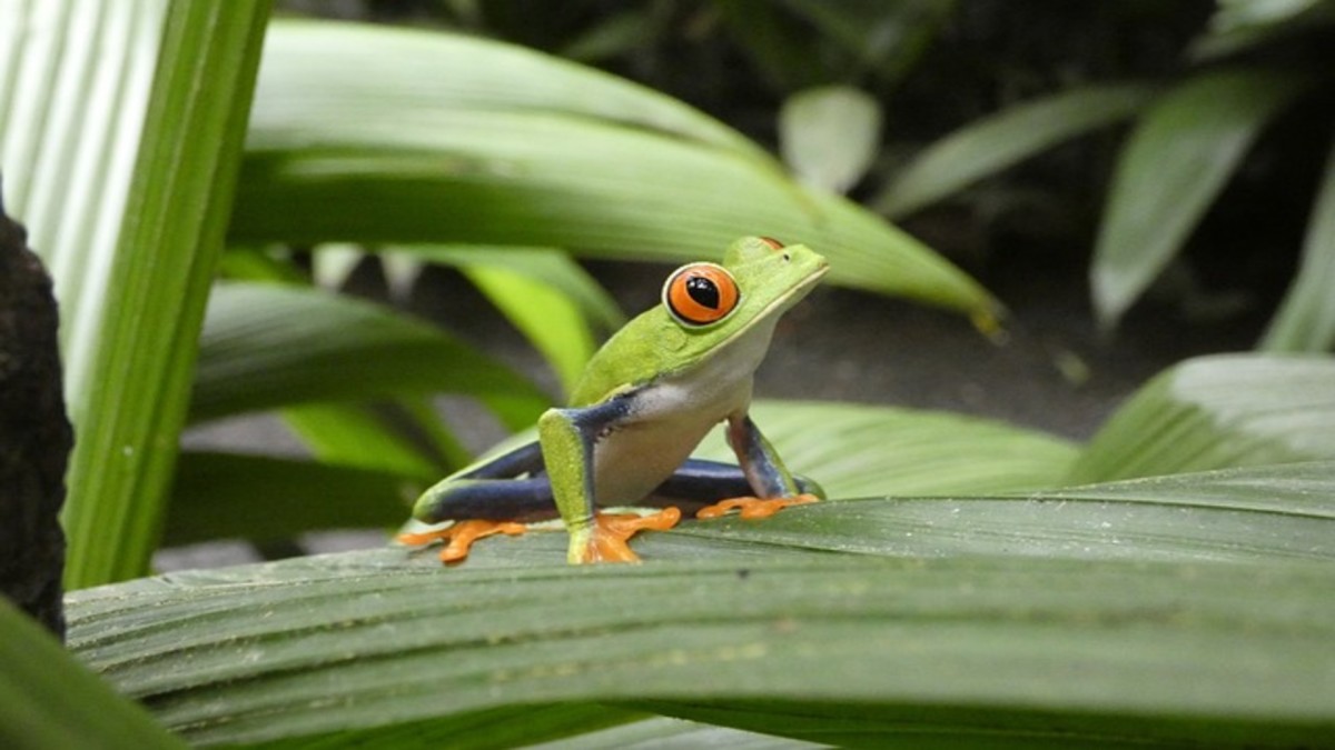 Les Trésors du Costa Rica 2026