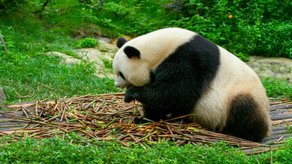 Au pays des pandas - 16 jours/13 nuits TERRESTRE SEUL