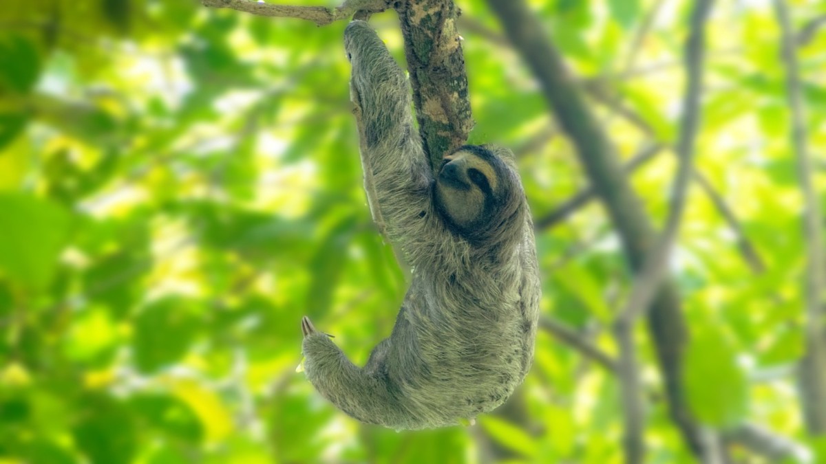 Circuit Intiméo Panama 4*