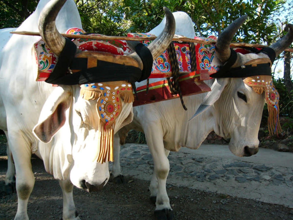 Circuit Entre Nature & Plage au Costa Rica, Circuit Costa Rica par Ôvoyages