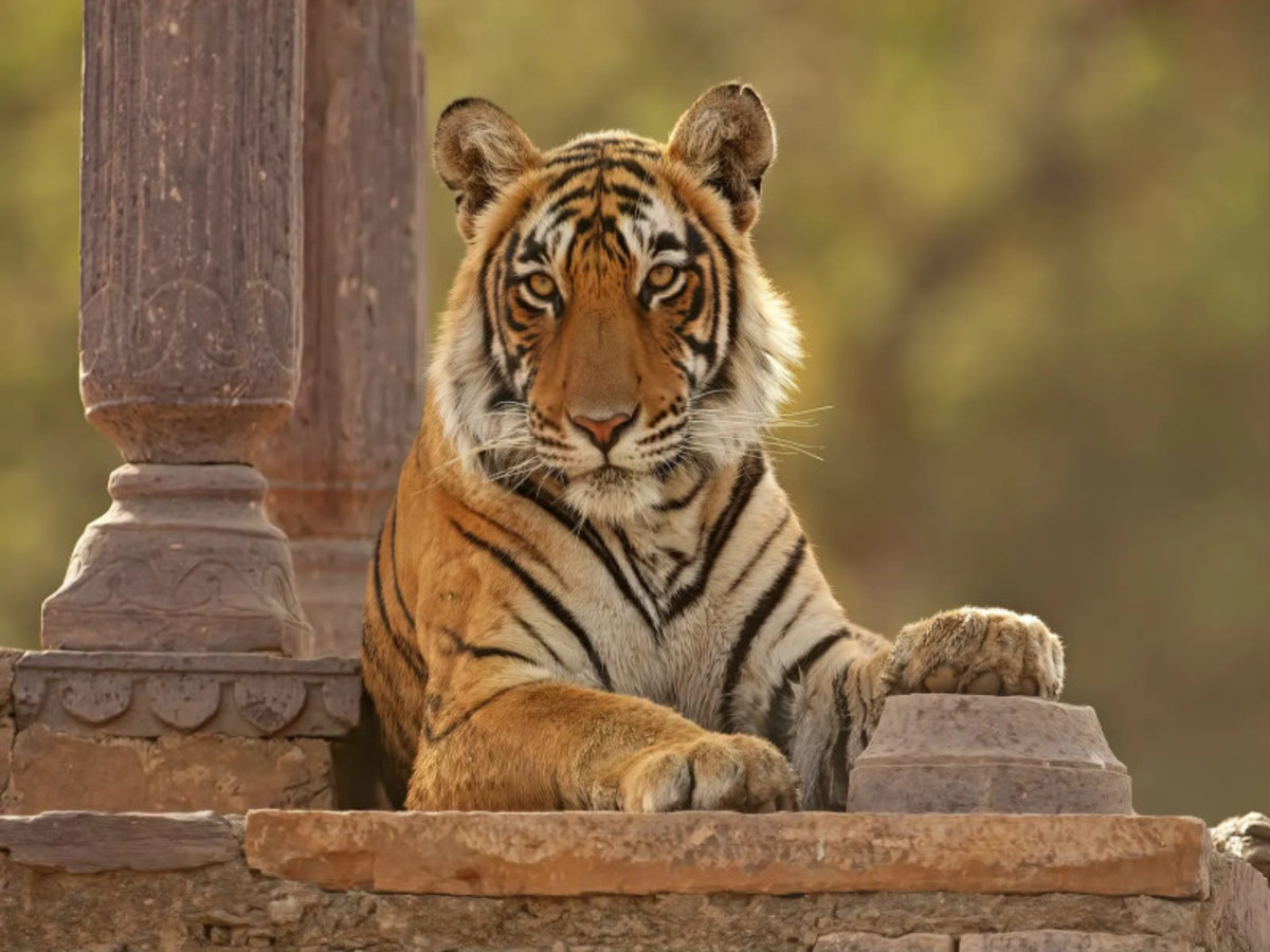 ÔCircuit Évasion – Inde du Nord, palais & safari 12N, Circuit Inde par Ôvoyages ÔCircuit Évasion – Inde du Nord, palais & safari 12N, Circuit Inde par Ôvoyages