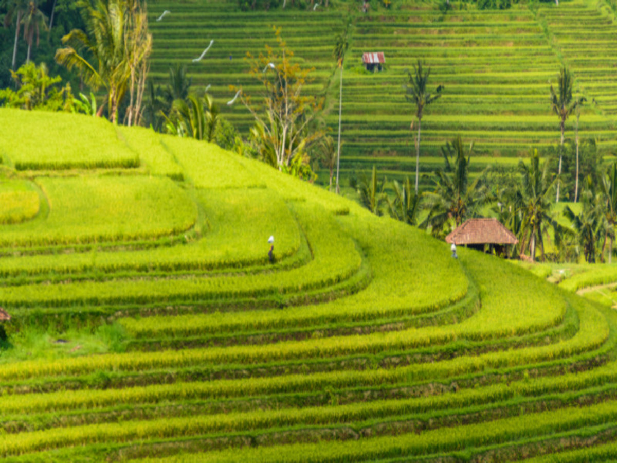 Evasion Privilège - 16 jours / 13 nuits - Extension Gili - 2