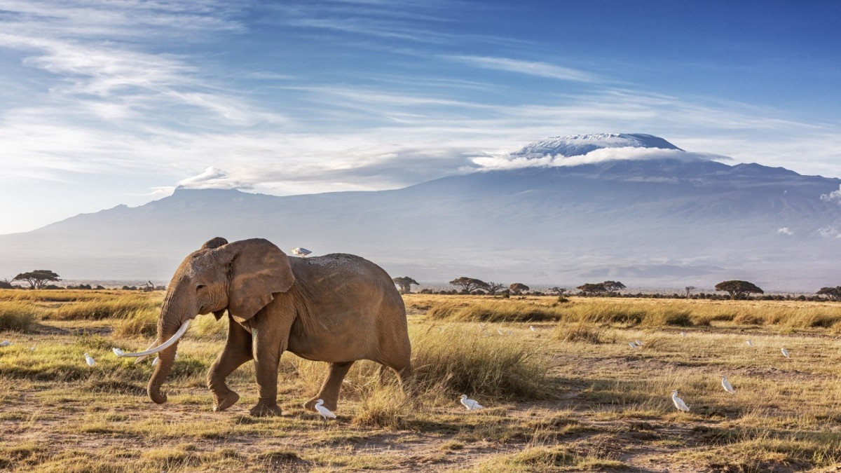 Regard sur le Kenya, le grand safari- 10J/8N 3*