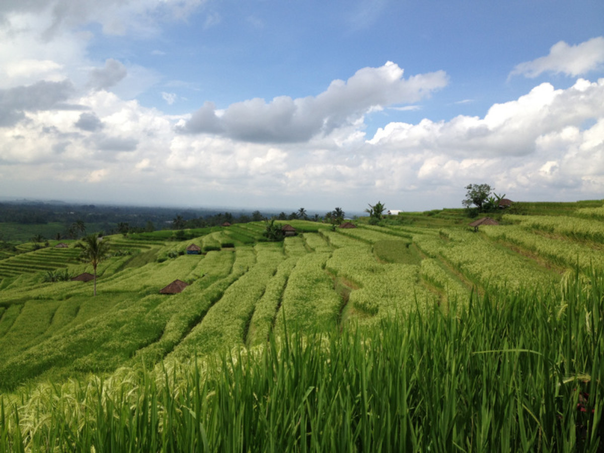 Día 2 — Jimbaran / Tanah Lot /Jatiluwih/ Bedugul / Munduk (B)