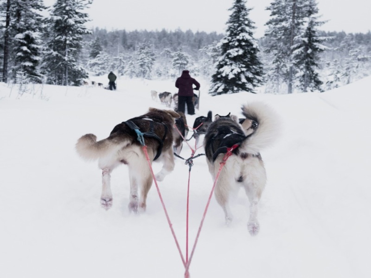 Finlande - Découverte de la Laponie à Lévi