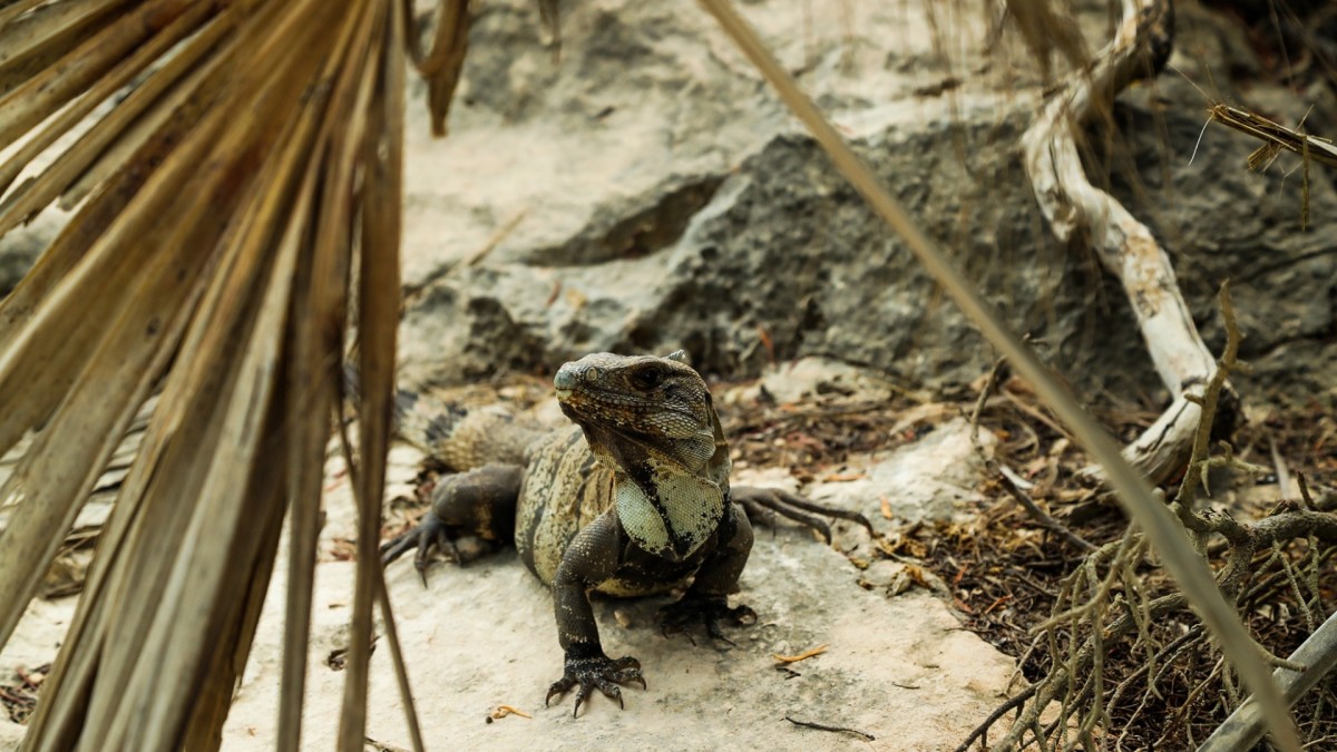 Cap sur le Yucatan 9J/7N