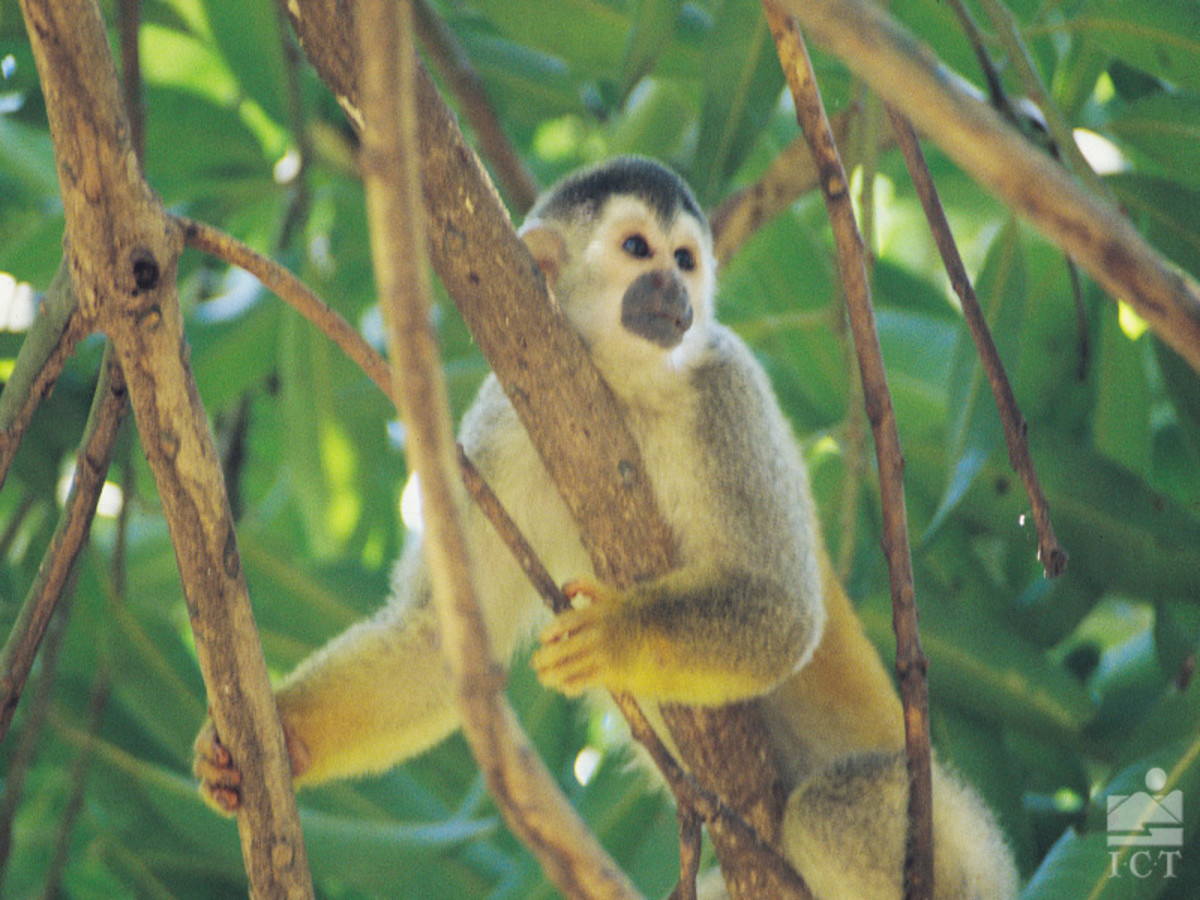 Circuit Entre Nature & Plage au Costa Rica, Circuit Costa Rica par Ôvoyages Circuit Entre Nature & Plage au Costa Rica, Circuit Costa Rica par Ôvoyages