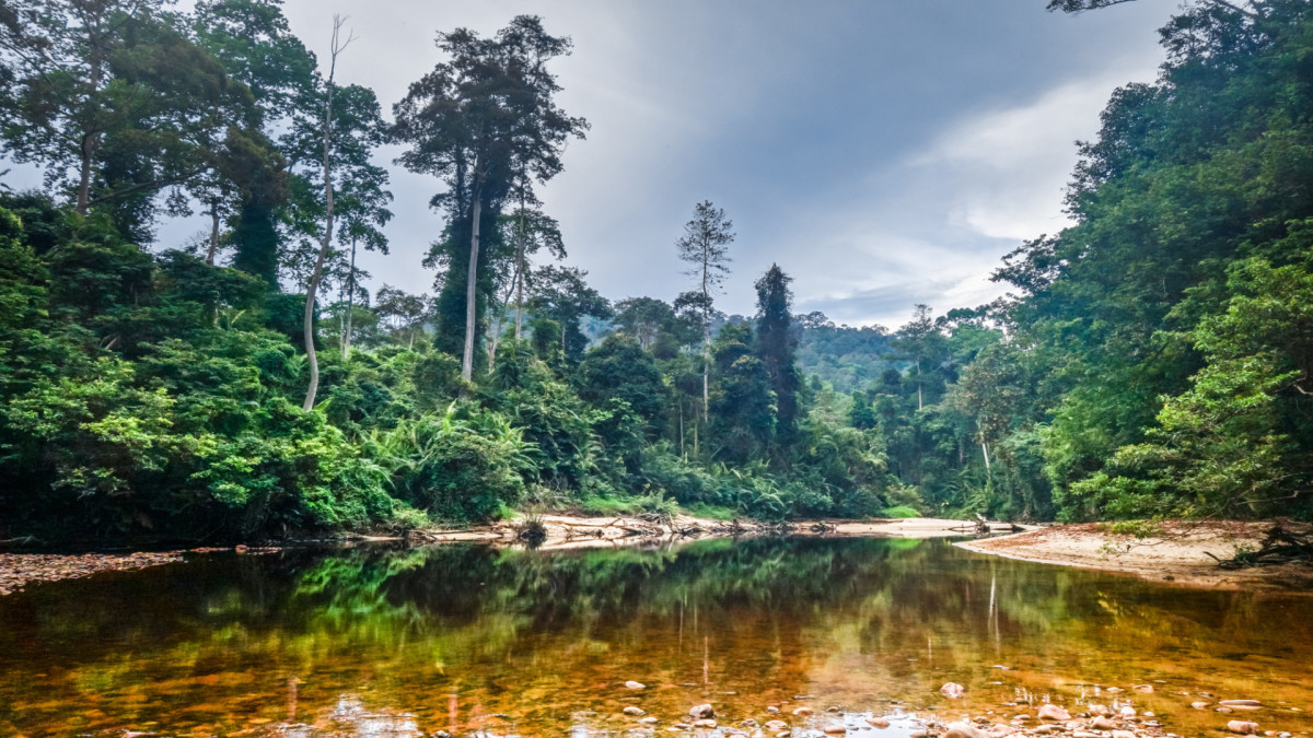 Circuit Essence de la Malaisie et la Jungle du Taman Negara-  10 nuits