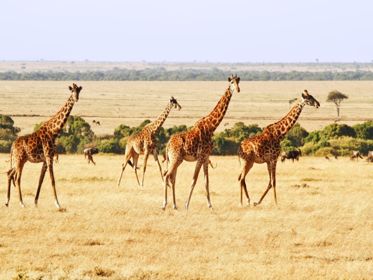 Hôtel Kenya à Nairobi, regard sur le kenya le grand safari 10j 8n