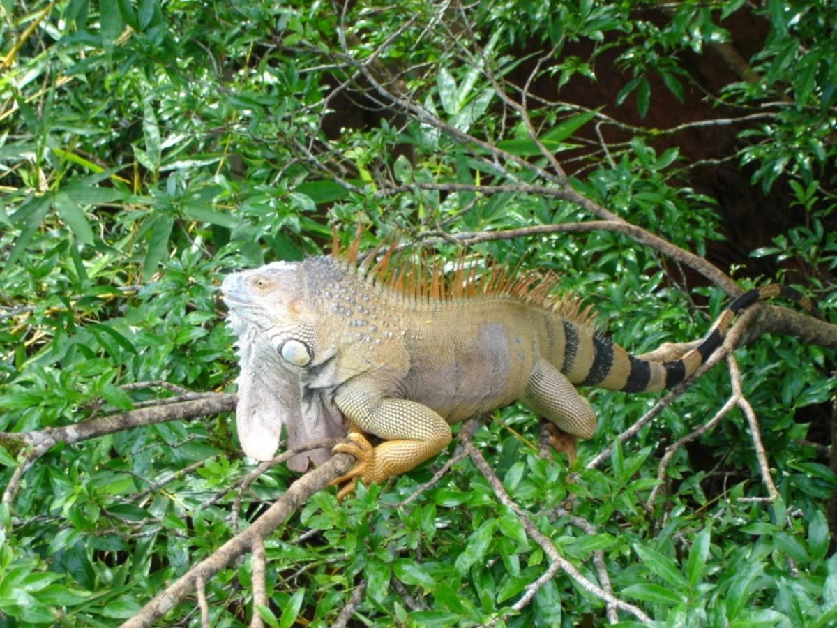 Circuit Evasion au Cœur de la Nature au Costa Rica, Circuit Costa Rica par Ôvoyages