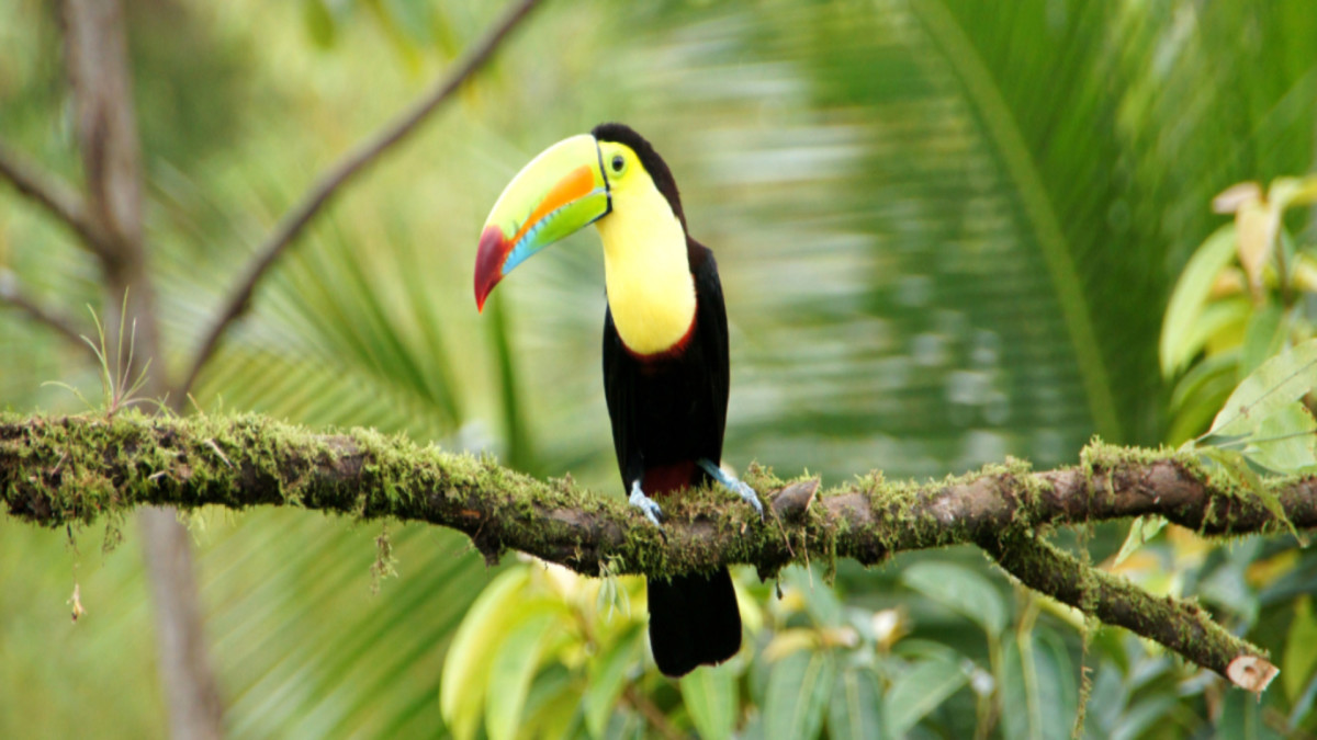 Circuit Jet Tours en liberté des Caraïbes au Pacifique