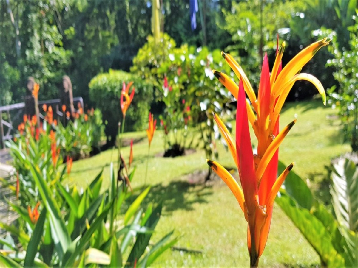 Les Trésors du Costa Rica + Ext Manuel Antonio 2026 - 9