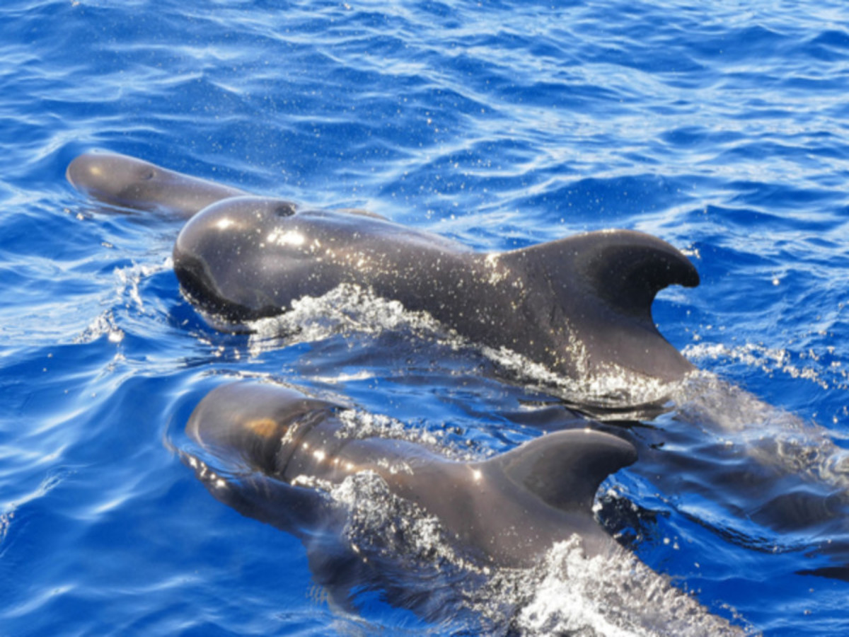 Combiné Tenerife & Gran Canaria, Combiné Espagne & ses îles, Canaries, Grande Canarie par Ôvoyages Combiné Tenerife & Gran Canaria, Combiné Espagne & ses îles, Canaries, Grande Canarie par Ôvoyages