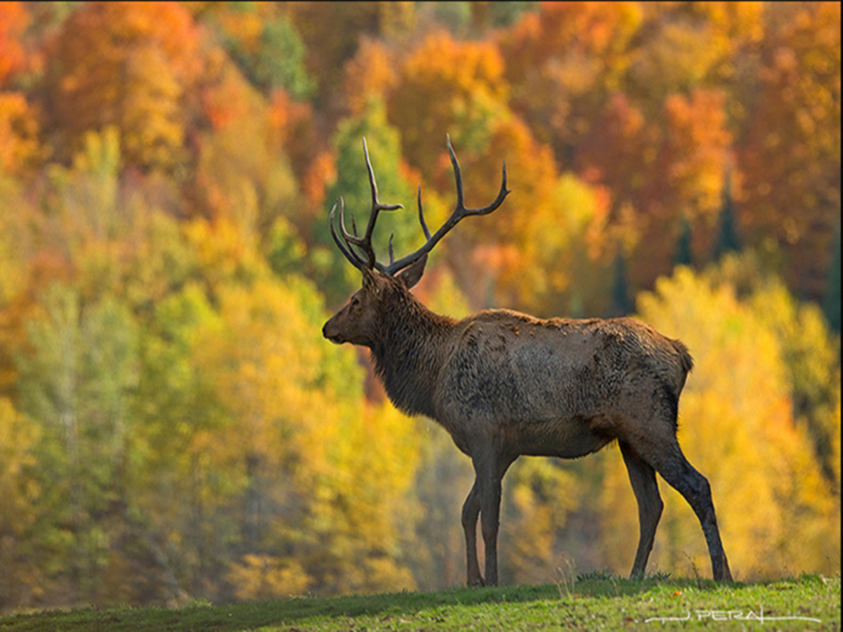 Les Charmes du St Laurent - 4