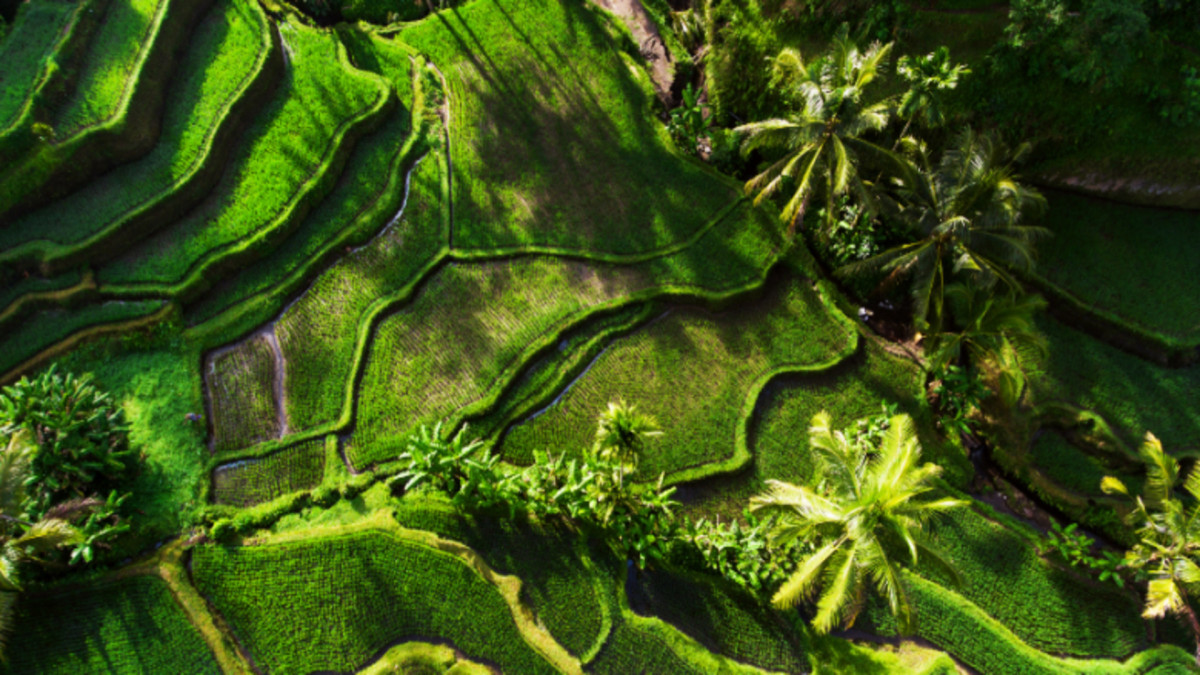 Circuit en Liberté Duo Ubud Wana & Sri Phala Resort Sanur en 7 nuits