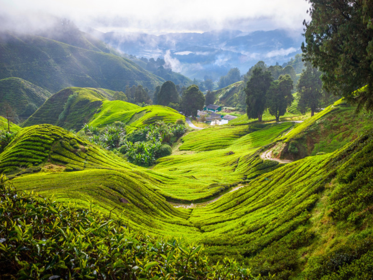 Malaisie à la folie (10 jours / 7 nuits) - 5