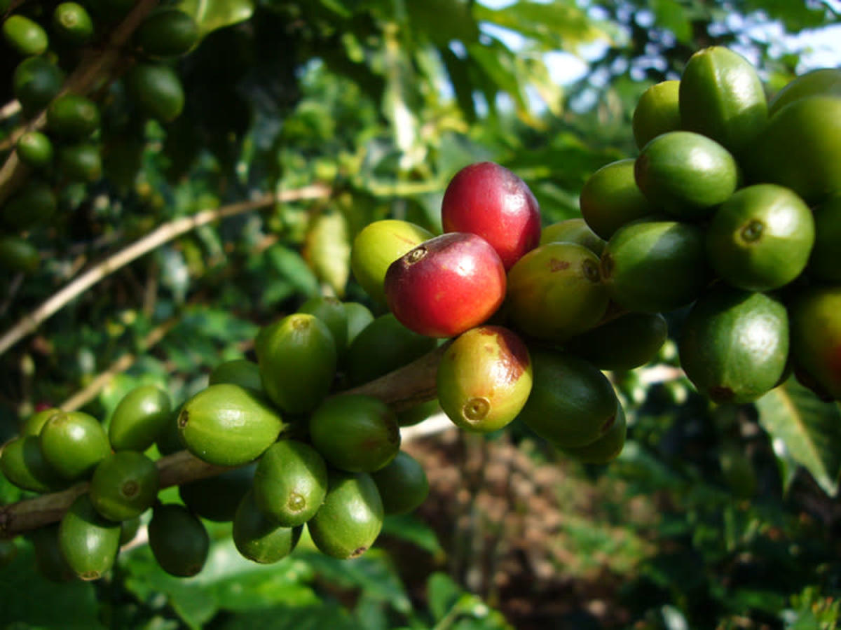 Circuit Entre Nature & Plage au Costa Rica, Circuit Costa Rica par Ôvoyages Circuit Entre Nature & Plage au Costa Rica, Circuit Costa Rica par Ôvoyages