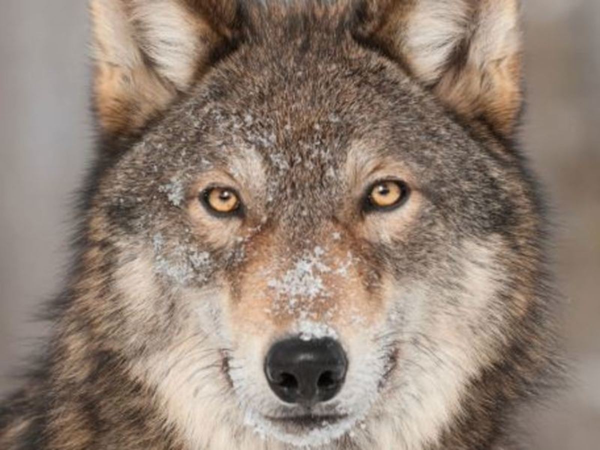Sur la route : l'essentiel du Québec - 10J/8N Voiture incluse - 6