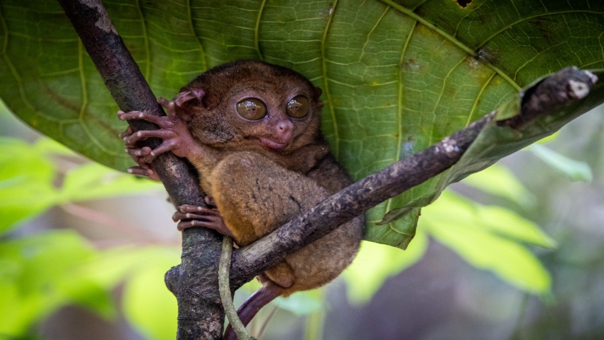 Immersion aux Philippines