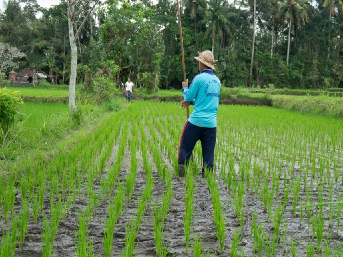 Hôtel Bali à Indonésie, merveille indonesienne bali java et celebes 17 jours 14 nuits