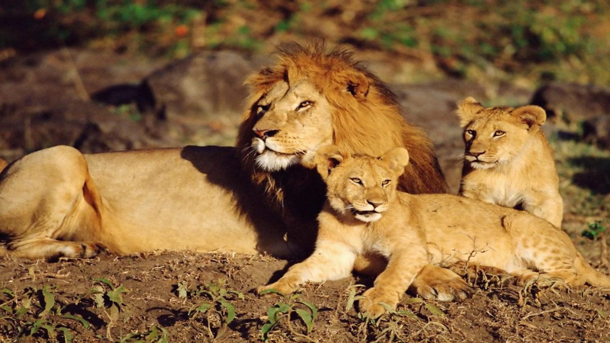 Circuit Kenya Simba