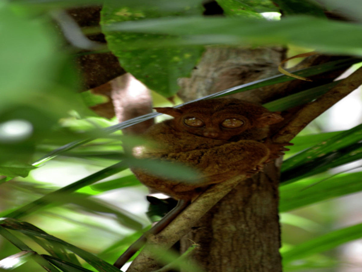 Día 10 — Bohol