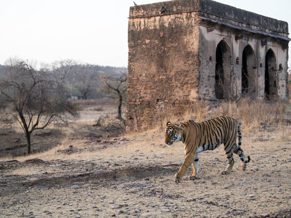 Ôcircuit Évasion – Inde du Nord, Palais & Safari, Circuit Inde par Ôvoyages