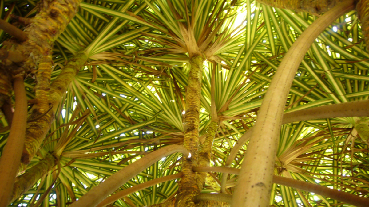 Circuit Evasion au coeur de la Nature au Costa Rica 3*