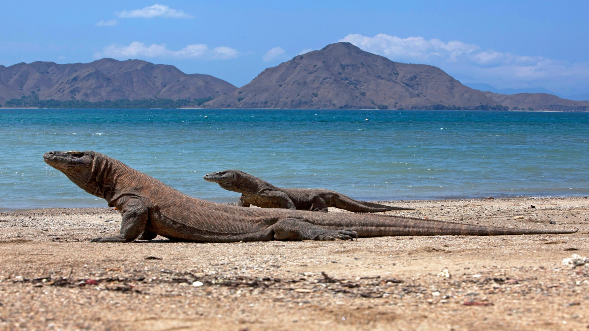 tourhub | Today Voyages | Komodo dragon Highlight 