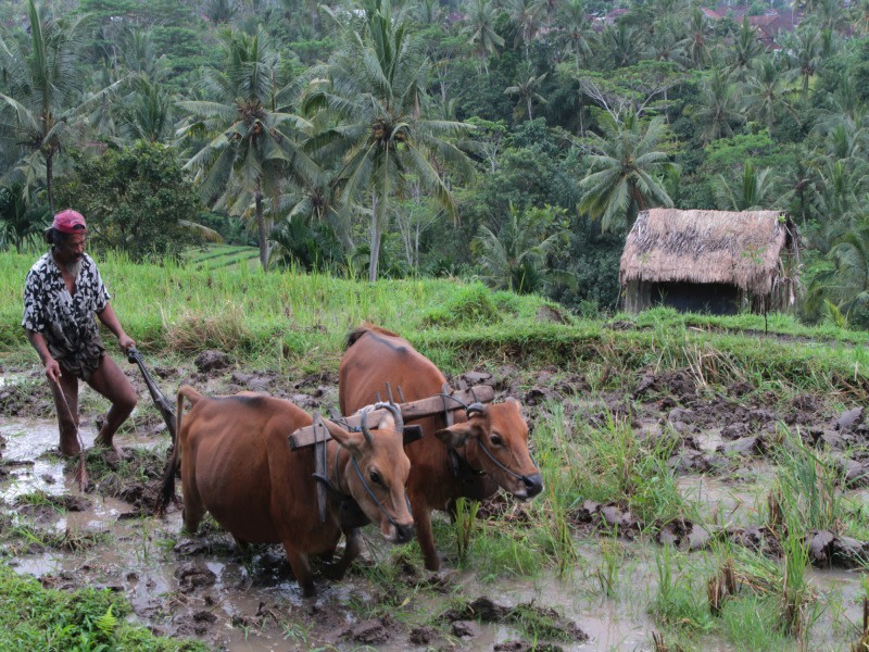 tourhub | Today Voyages | Essence of Bali 