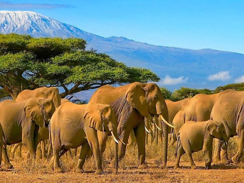 tourhub | Today Voyages | Best of Kenya Masai Mara & Amboseli Safari 