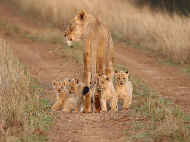 tourhub | Today Voyages | Private Jeep Safari -Samburu, Lake Nakuru & Masai Mara 