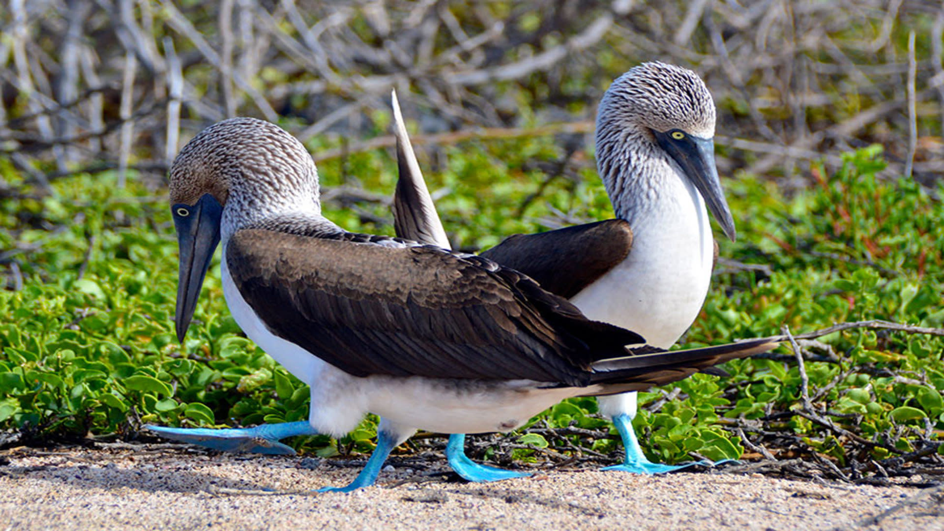 tourhub | Today Voyages | EN Xplore Ecuador & Galapagos Islands FIT 