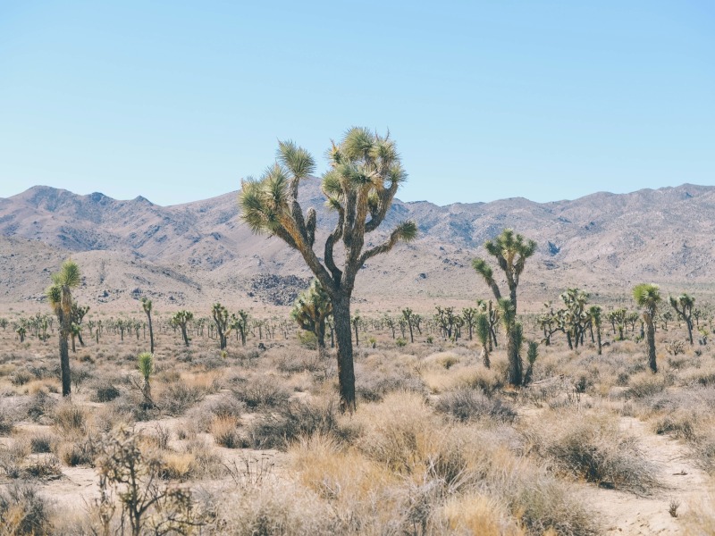 Bäume im Joshua Tree Nationalpark