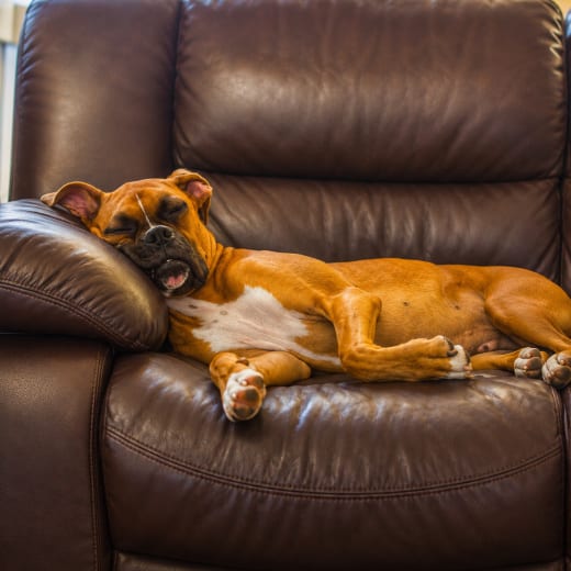 Cachorro dorme a noite inteira