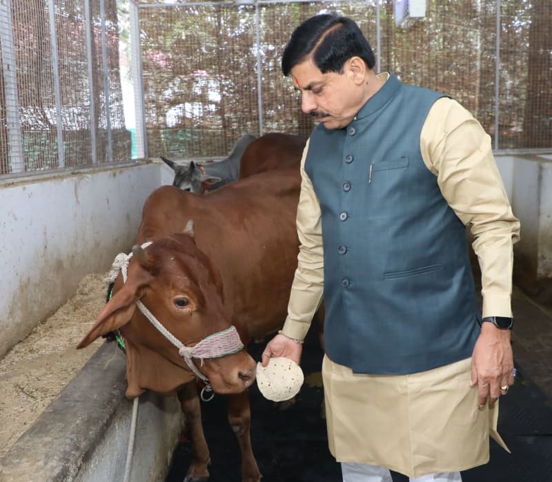 अपने निवास कार्यालय में परिसर में गौ माता को ग्रास देते मुख्यमंत्री डॉ. मोहन यादव।