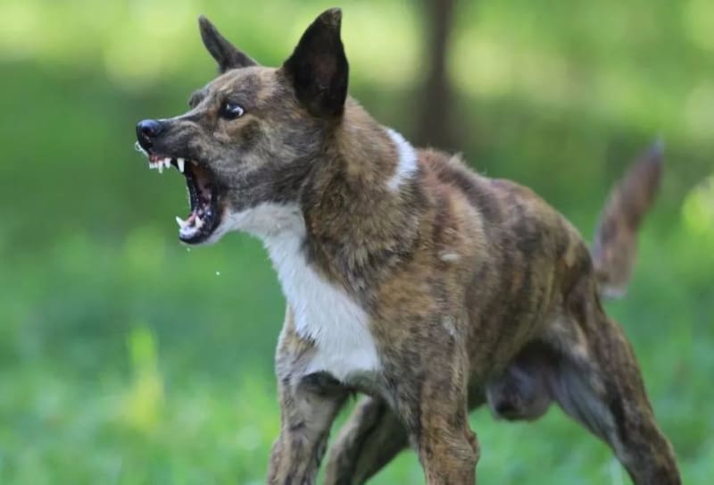 पालतू कुत्ता वन क्षेत्र में पाए जाने पर उसके मालिक के खिलाफ की जाएगी कार्रवाई