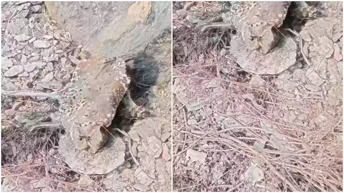देवास के खातेगांव जंगल में मिला 14 साल के तेंदुए का कंकाल, भूख से मौत की आशंका; वन विभाग की जांच जारी