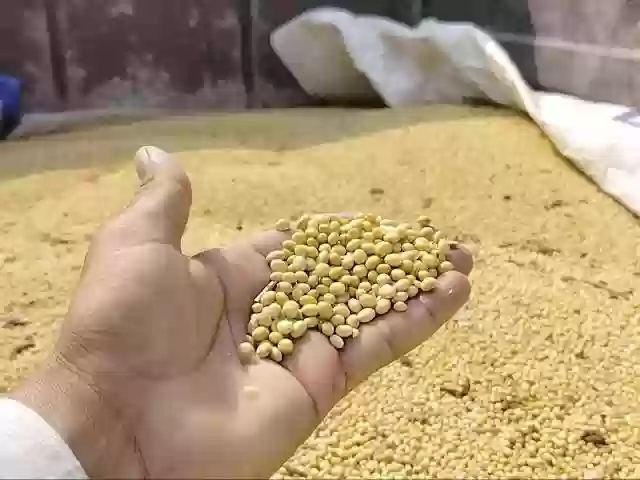 भावांतर योजना में सोयाबीन की बंपर आवक, बिचौलियों पर रहेगी कड़ी नज़र, मंडी बोर्ड अलर्ट