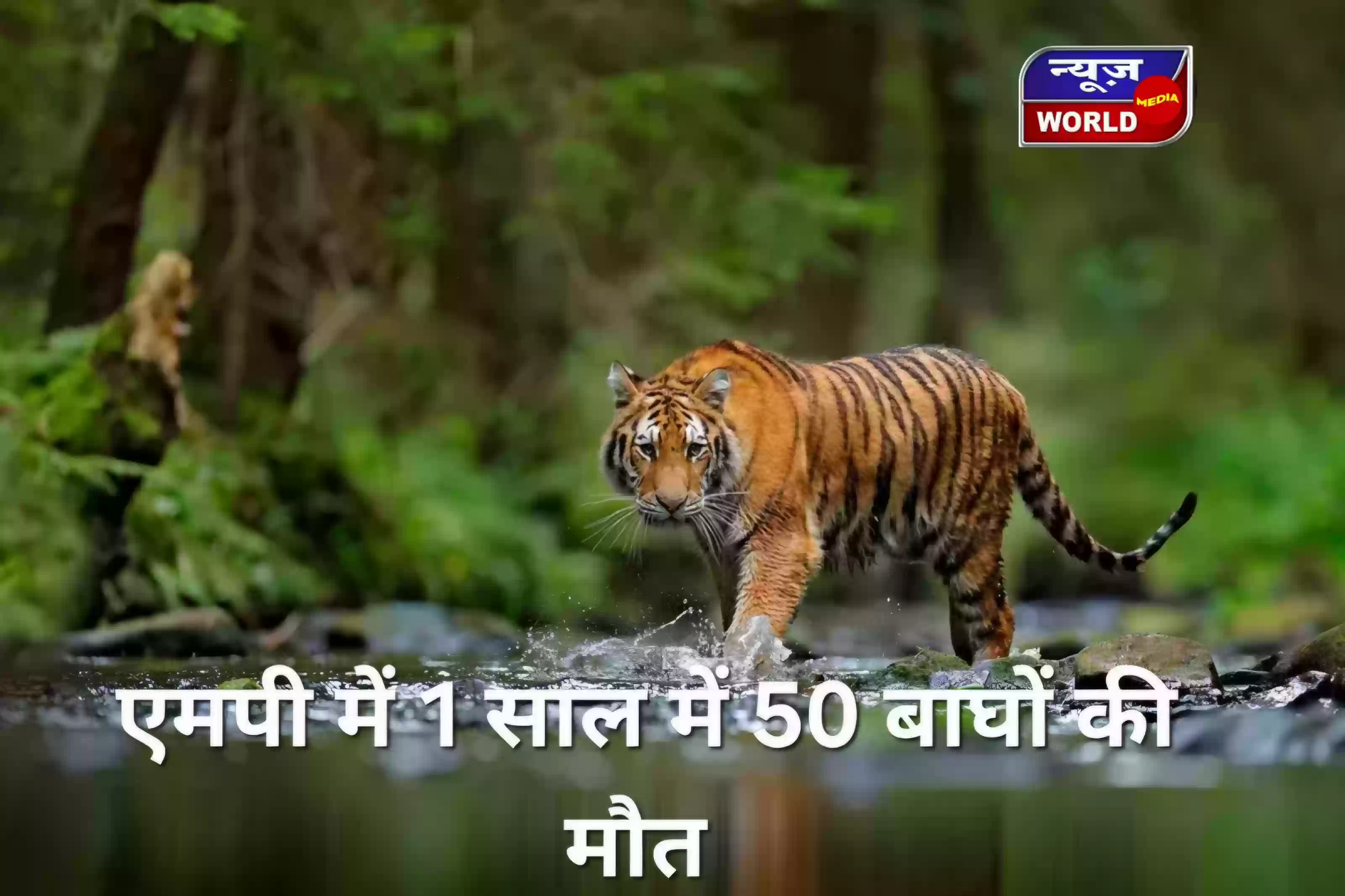 MP में बाघों की मौत का रिकॉर्ड टूटा! 25 साल में पहली बार 1 साल में 50 मौतें, अफसरों पर गिरी गाज