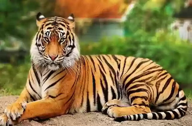 टाइगर स्टेट में बाघों की मौत पर हाईकोर्ट सख्त, 54 टाइगर डेथ पर केंद्र और राज्य सरकार से मांगा जवाब