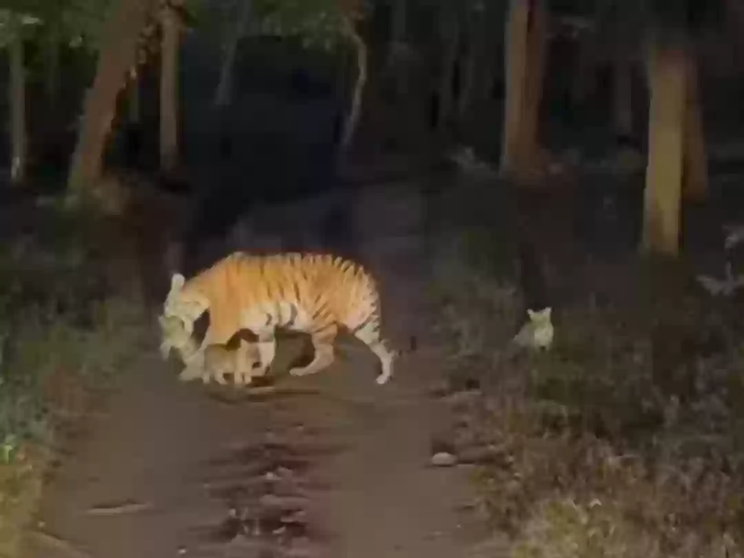 Pench Tiger Reserve में खुशखबरी! बाघिन ‘जुगनी’ ने दिए 3 शावक, रात की सफारी हुई बंद, ये है कारण