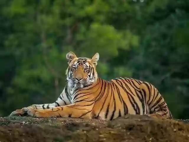 टाइगर स्टेट में टाइगर खतरे में! MP में 55 बाघों की मौत से मचा हड़कंप, सीएम ने मांगी रिपोर्ट
